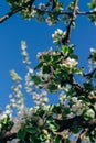 Apple tree branch, with white flowers, apple blossom in spring. pollination. trees in the park