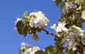 Apple tree branch with white flowers