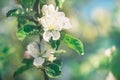 Apple tree branch with white flowers in spring garden close up. Concept of the awakening of nature Royalty Free Stock Photo