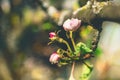 Apple tree branch with white flowers in spring garden close up. Concept of the awakening of nature Royalty Free Stock Photo