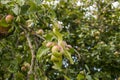 Apple tree branches covered with apples. Rich crop of apples. Harvest time in the apple orchard.