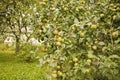 Apple tree branches covered with apples. Rich crop of apples. Harvest time in the apple orchard Royalty Free Stock Photo