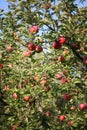 Apple tree with branches full of ripe red fruits