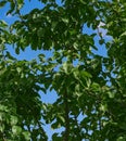 Apple tree branches with green leaves, blue sky background. Royalty Free Stock Photo