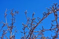 Apple tree branches without leaves close up detail, bright blue sky
