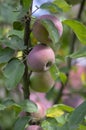 Apple tree branches Malus domestica with group of ripening fruits, purple green spartan sweet apples and green leaves