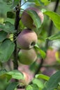 Apple tree branches Malus domestica with group of ripening fruits, purple green spartan sweet apples and green leaves