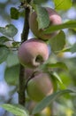 Apple tree branches Malus domestica with group of ripening fruits, purple green spartan sweet apples and green leaves