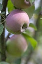 Apple tree branches Malus domestica with group of ripening fruits, purple green spartan sweet apples and green leaves