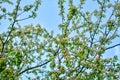 Apple tree branches with pink flowers and buds on the blue sky background