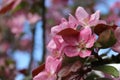 Apple tree branches with pink flowers. Spring flowers. Apple variety `Pionerka`