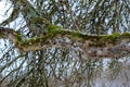 Apple tree branches and trunk with old bark close-up. Selective shot. Royalty Free Stock Photo