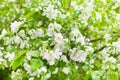 Apple tree branches, white blooming flowers closeup, fresh green leaves blurred background, beautiful spring cherry blossom sakura Royalty Free Stock Photo