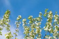 Apple tree branches with white flowers on a background of blue sky