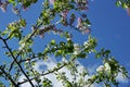 Apple tree branches white flowers blue sky clouds Royalty Free Stock Photo