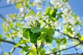 Apple tree branches white flowers blue sky clouds Royalty Free Stock Photo