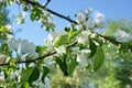 Apple tree branches white flowers blue sky clouds Royalty Free Stock Photo