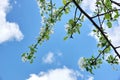 Apple tree branches white flowers blue sky clouds