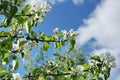 Apple tree branches white flowers blue sky clouds Royalty Free Stock Photo