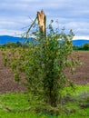 Tree broken by storm