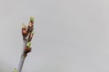 Apple Tree Bud close-up on a gray background. The beginning of leaf growth. Concept of the origin of life