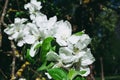 Apple tree, close-up. Image of blossoming tree