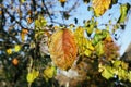 Apple tree colorful leaves outdoors in countryside. Autumn nature seasonal details Royalty Free Stock Photo