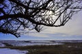 Apple tree dark branches without leaves close up detail, snowy meadow, winter landscape, blue evening sky background Royalty Free Stock Photo