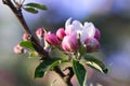 Apple tree dark pink and mauve flower, flower buds and young leaves close up Royalty Free Stock Photo