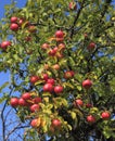 Apple tree detail Royalty Free Stock Photo