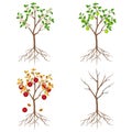 Apple tree in different seasons on a white background.