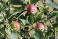 Apple tree. Dwarf apple tree. Apple hanging on a tree branch. Royalty Free Stock Photo