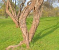 Apple tree in early spring