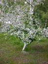 Apple tree, entirely covered with white flowers.