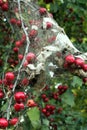 Apple tree in the Fall with Caterpillar Nest