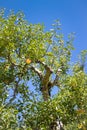 Apple Tree in Fall