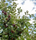 Apple tree on apple farm, blue cloudy skies Royalty Free Stock Photo