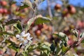 Apple and apple tree on the farm. Royalty Free Stock Photo