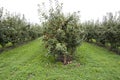 Apple tree farm Royalty Free Stock Photo