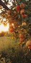 Sunset Apple Tree: Photorealistic Fruitful Scenery With Kodak Film4k Royalty Free Stock Photo