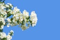 Apple tree floral. Bright summer background. Spring white fruit flowers Royalty Free Stock Photo