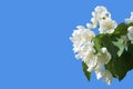 Apple tree floral. Bright summer background. Spring white fruit flowers Royalty Free Stock Photo