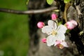 Apple tree flower Royalty Free Stock Photo