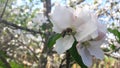 Apple tree flower with bee Royalty Free Stock Photo