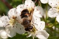 Apple tree flower and bee Royalty Free Stock Photo