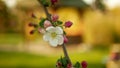 Apple tree flower blossom growing or bloom bud branch orchards garden spring trees Malus domestica leaves leaf close-up detail Royalty Free Stock Photo