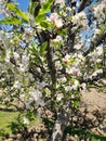 Apple tree with apple flower blossom in kashmir Royalty Free Stock Photo