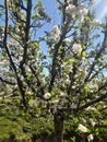 Apple tree with apple flower blossom in kashmir Royalty Free Stock Photo