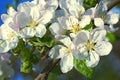 Apple tree flower blossom on sky Royalty Free Stock Photo