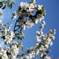 Apple tree flower blossoming at spring time Royalty Free Stock Photo